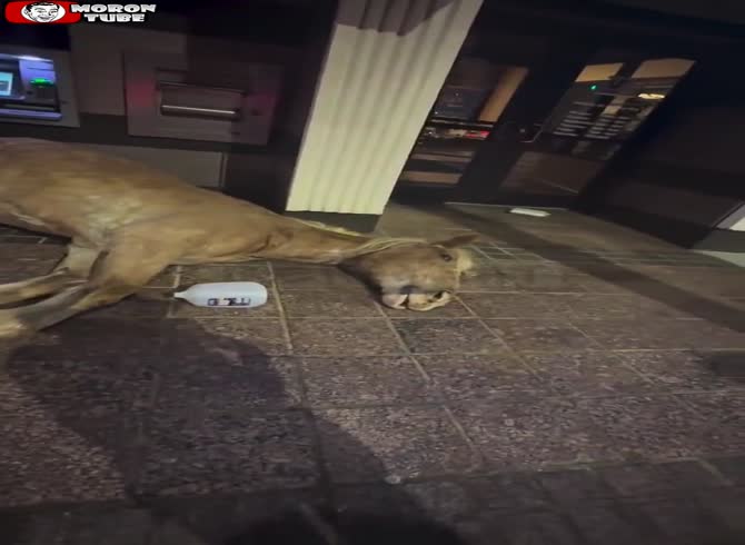 Video :What the hell In a congested Atlanta street, a dead horse is discovered